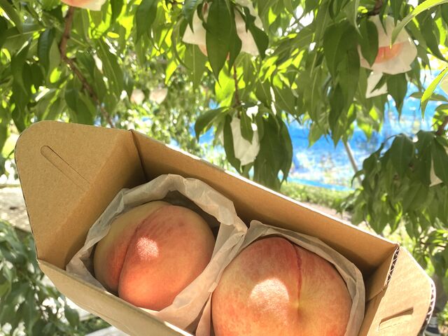 綺麗な桃を収穫できました!_あすなろ園