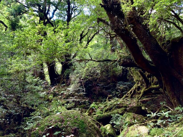 苔むす森_Yamakara屋久島