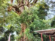 にんにんさんのクスノキの投稿写真1