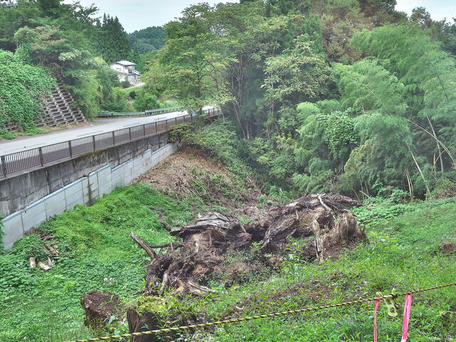 sklfhさんの杉下の大杉(蟠龍大杉)の投稿写真1