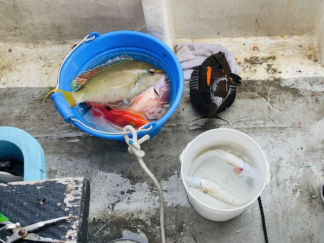 鮮やかな色のお魚さんが釣れました!_沖縄シープラネット