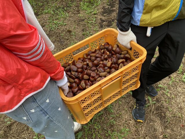 3人で1時間。これだけ拾いました。_果じゅまる園