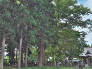 sklfhさんの宝蔵寺の大けやきの投稿写真1