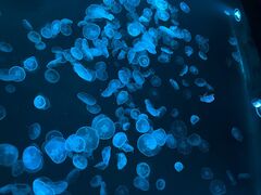 なかたけさんのすみだ水族館への投稿写真1