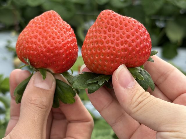 でかでかいちご!_エミナース農園