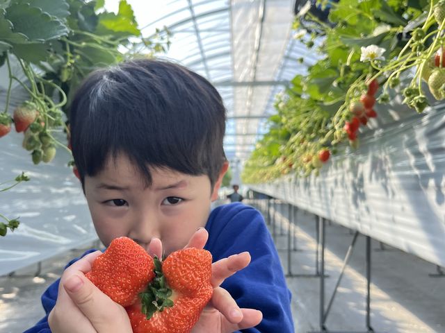 繋がった大きないちごも魅力の一つ!_三ヶ尻いちご園