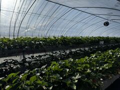 あきらいちご園の写真1