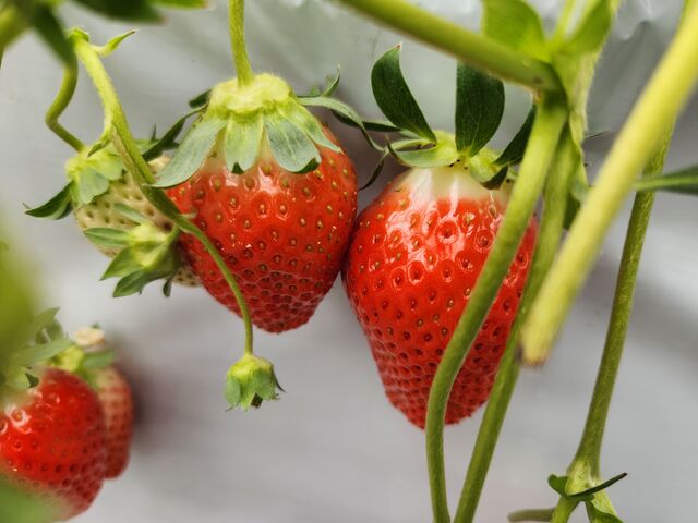 sweet and juicy strawberry_くぼいちご園