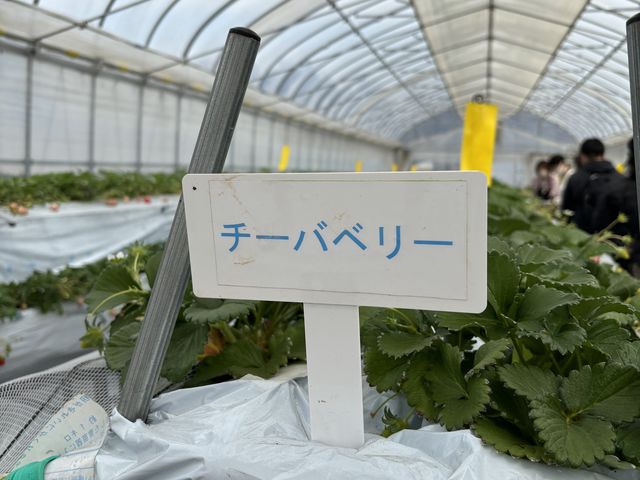 1番甘かったよ!_中村農園 果季の樹