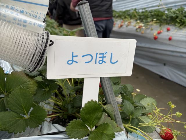 はじめてみた_中村農園 果季の樹