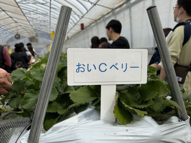 これも甘かったよ_中村農園 果季の樹