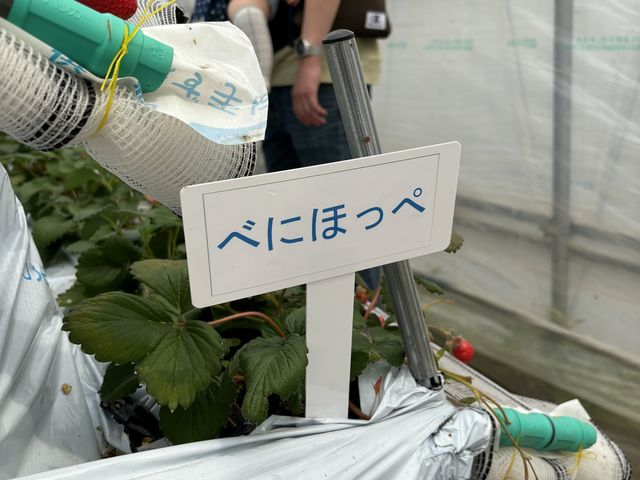 みんなたくさん食べてた_中村農園 果季の樹