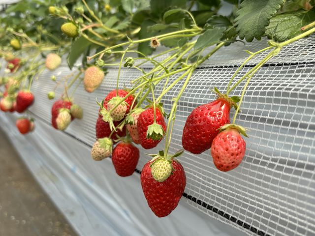 床は土じゃないから汚れないし嬉しい_中村農園 果季の樹