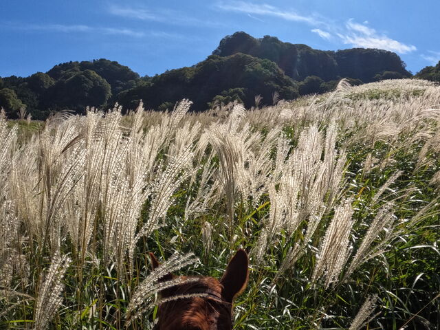 ススキの草原_ウエスタン乗馬 ブルーグラス