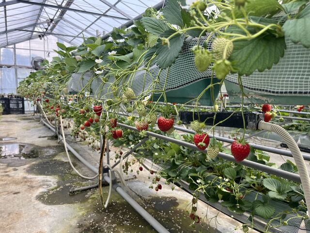 種類豊富なイチゴ_白浜いちご狩りセンター