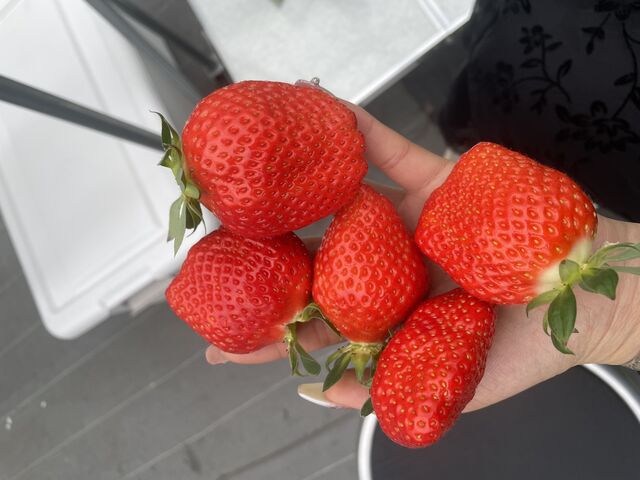 こんなに大きないちごがフツーのサイズです!_くぼいちご園