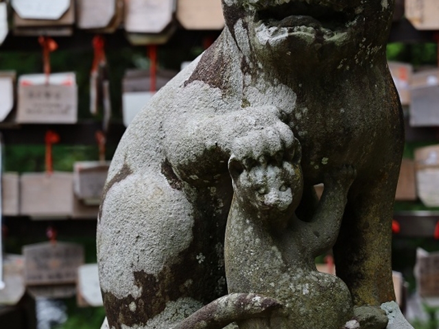 阿形の猫_金刀比羅神社