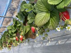 サンシャイン果樹園の写真1