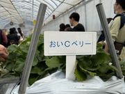 みきさんの中村農園 果季の樹の投稿写真3