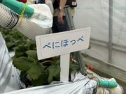 みきさんの中村農園 果季の樹の投稿写真4