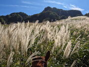 Joeさんのウエスタン乗馬 ブルーグラスの投稿写真1
