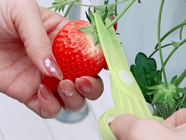 ハサミで採取!_いちごハウスきみしま