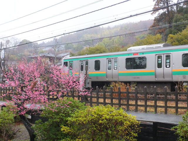 紅梅と電車_JR北鎌倉駅