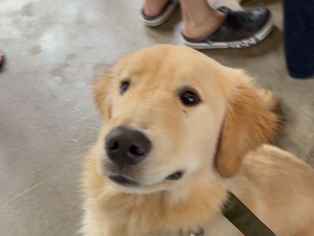 看板犬_ダイビングショップTI.OCEAN