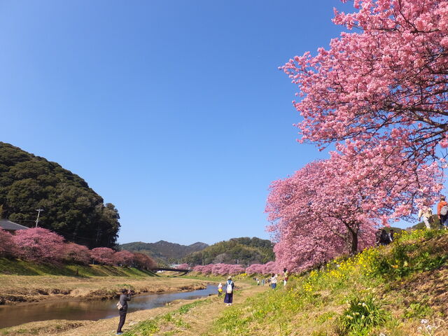 青野川沿いの河津桜_下賀茂温泉