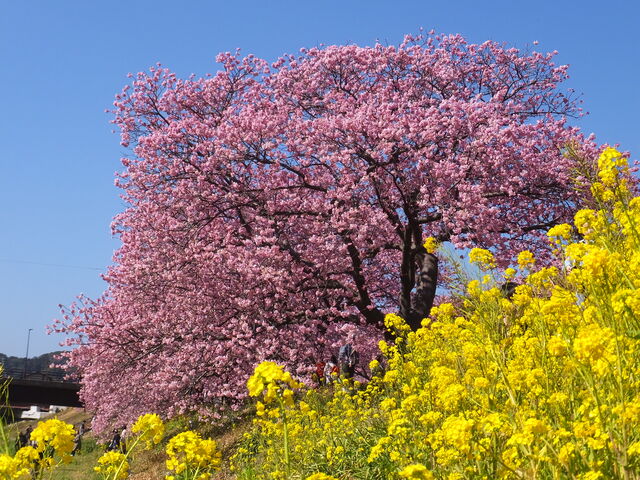 菜の花と河津桜_下賀茂温泉