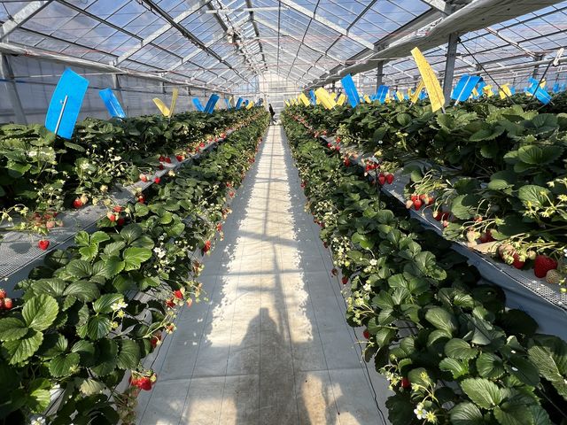 通路も広いです。_ぶどうと苺の沼田園