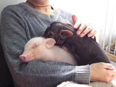 スイーティーピッグス千葉の写真1