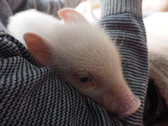 スイーティーピッグス千葉の写真2