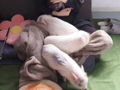 スイーティーピッグス千葉の写真3