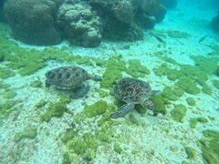 ゆいさんのOCEAN LIFEへの投稿写真1