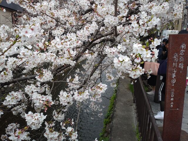 桜が満開でした。_高瀬川(一之船入跡)