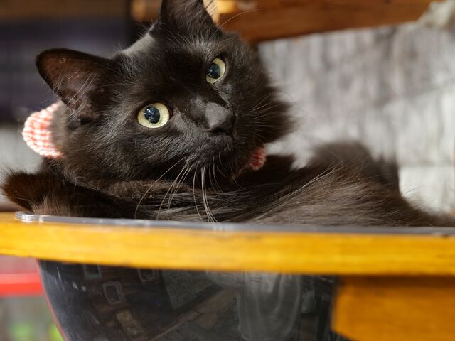 お店の名前でもある「ファング君」、とてもかっこいいです_Fang for Stray Catz. ネコカフェファング