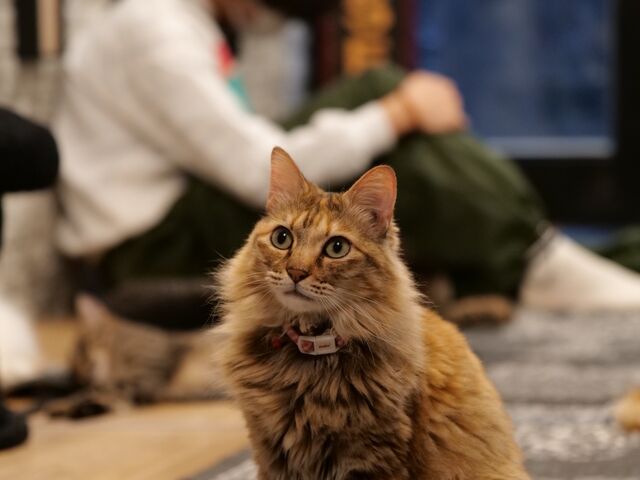 長毛の子もいてとても可愛いです_Fang for Stray Catz. ネコカフェファング