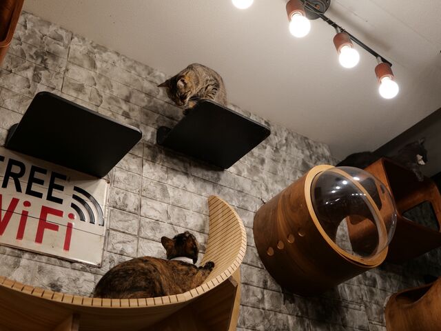 壁や天井にアスレチックがついていて、さまざまな角度から猫を見ることができます_Fang for Stray Catz. ネコカフェファング