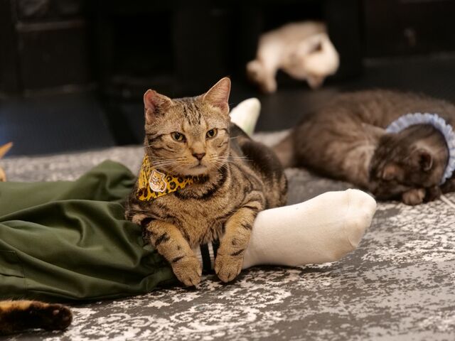 猫たちが人に慣れてくると足に乗ってくれることもあります_Fang for Stray Catz. ネコカフェファング