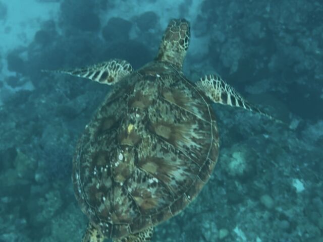 ウミガメ、サイコー!!_ジョイクリエイト沖縄ティーダ