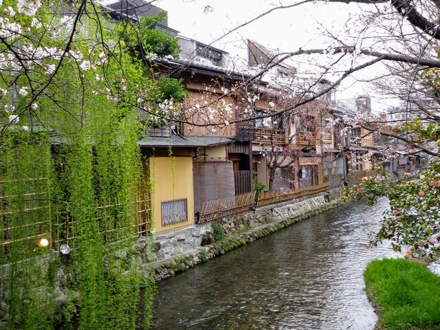 サクラサクさんの祇園の投稿写真3