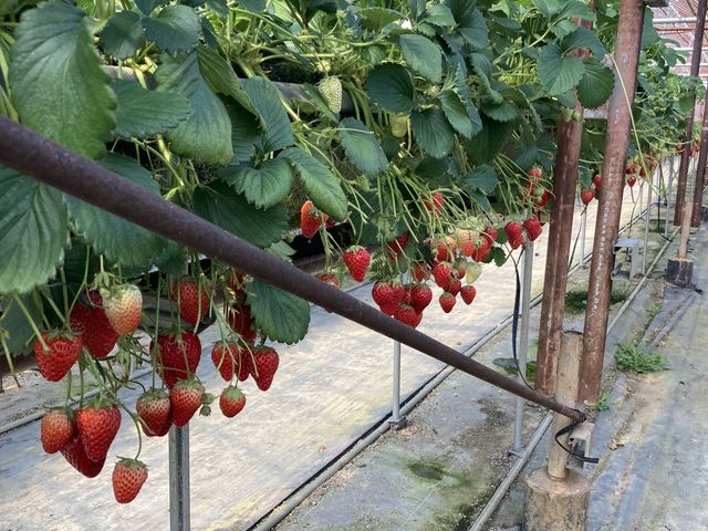 食べごろなイチゴ_伊豆長岡いちご狩りセンター