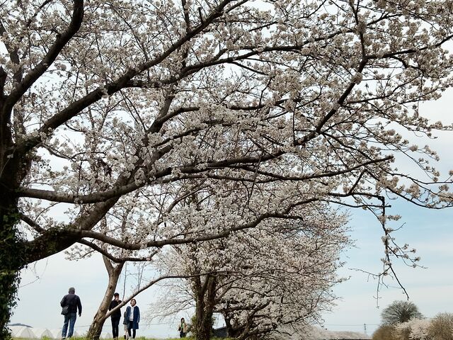 川の向こうの方まで満開の桜並木が続いています。_流川桜並木