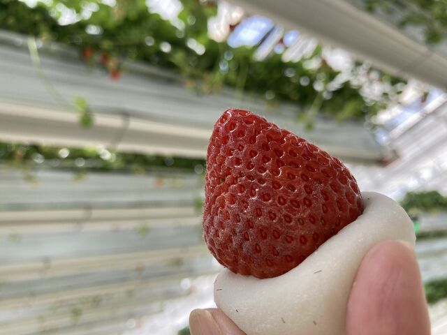 あまおういちご大福_Sky Flora Farm