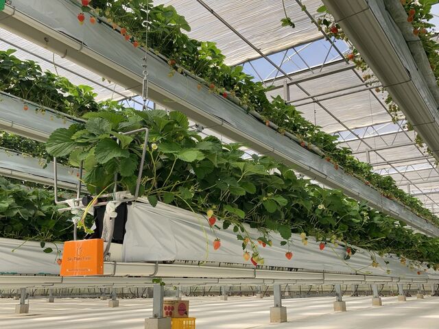 種まで赤い粒を探しましょう_Sky Flora Farm