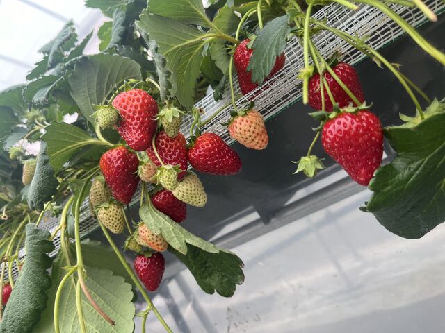 古都華_中西農園