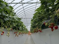 パフさんのあきる野ストロベリーフィールズへの投稿写真1