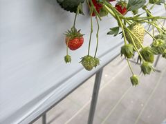 たつまささんのstrawberry farm まあと工房への投稿写真1