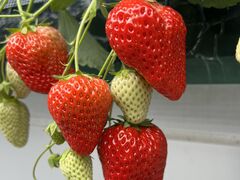 クロさんのあきる野ストロベリーフィールズへの投稿写真1